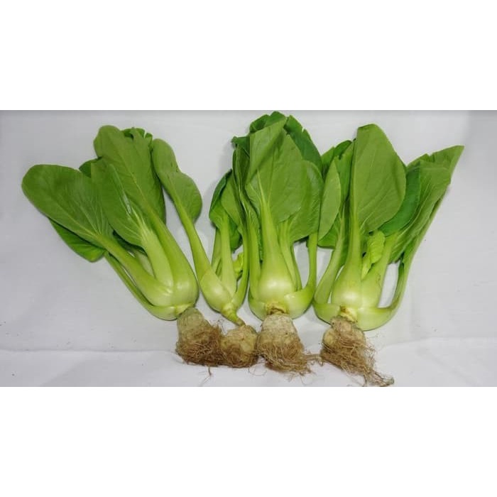 

PAKCOY Hidroponik 200 gr