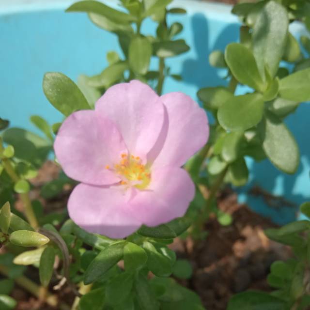 Bunga Cantik Manis Krokot Mossrose Portulaca Pink Selapis Dan Orens Wardah Selapis Merah Tumpuk Shopee Indonesia