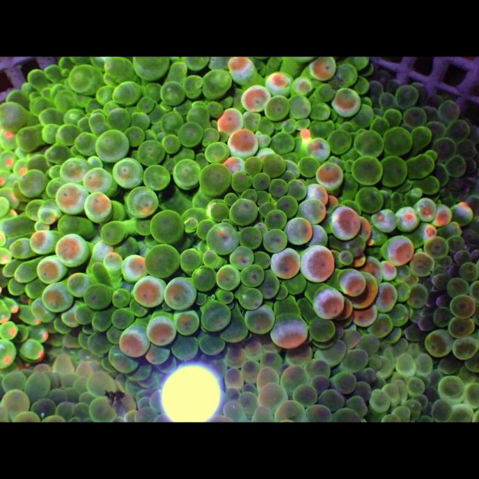 

Bubble Tip Anemone Terbaru