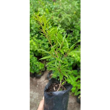 bibit bonsai ficus afrika import/ficus California