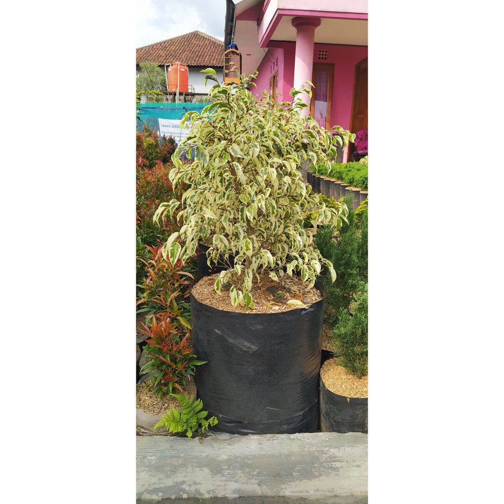 Tanaman Hias Ficus Benjamina / Beringin Putih Bahan Bonsai