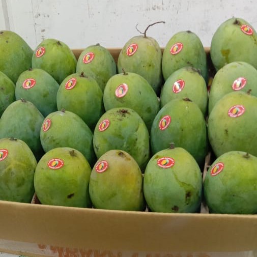 

mangga alpukat super 5kg garansi