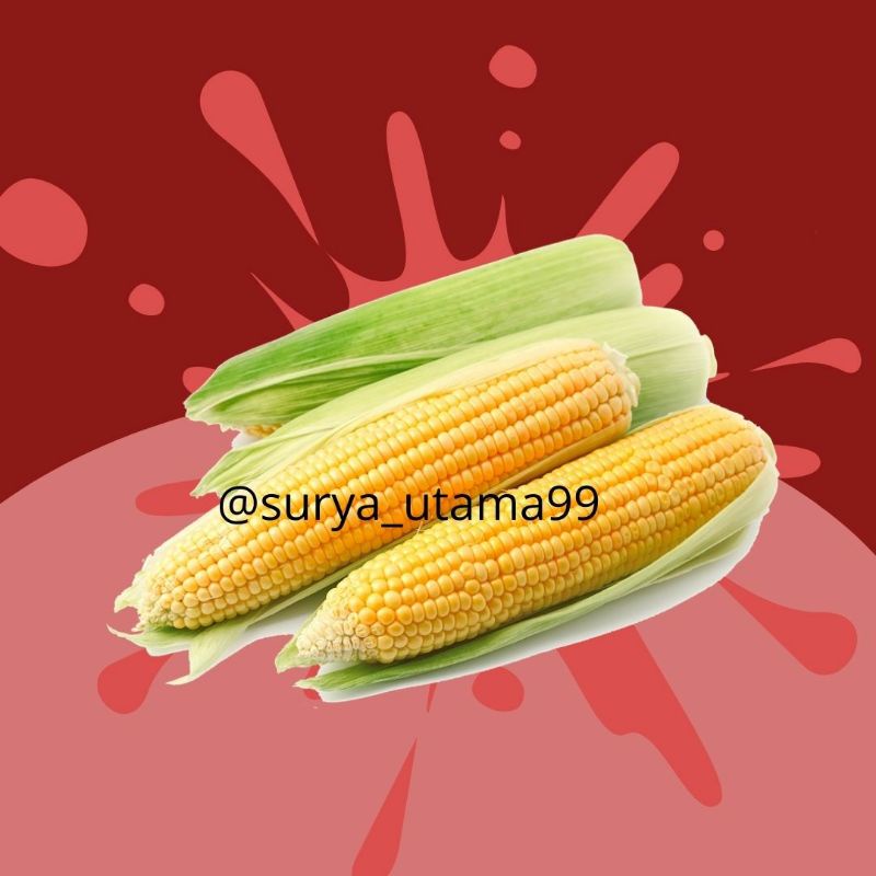 

jagung manis fresh