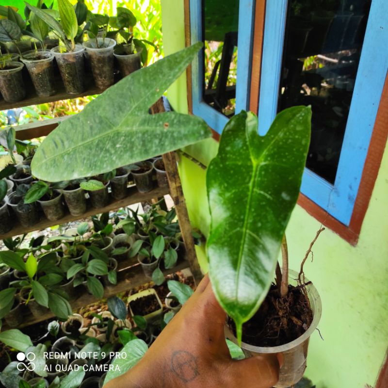 bonggol alocasia zebrina