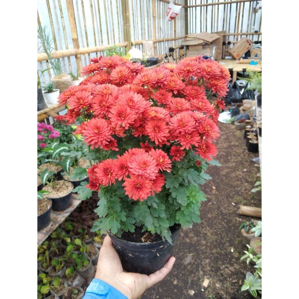 aster merah maroon super rimbun / krisan merah