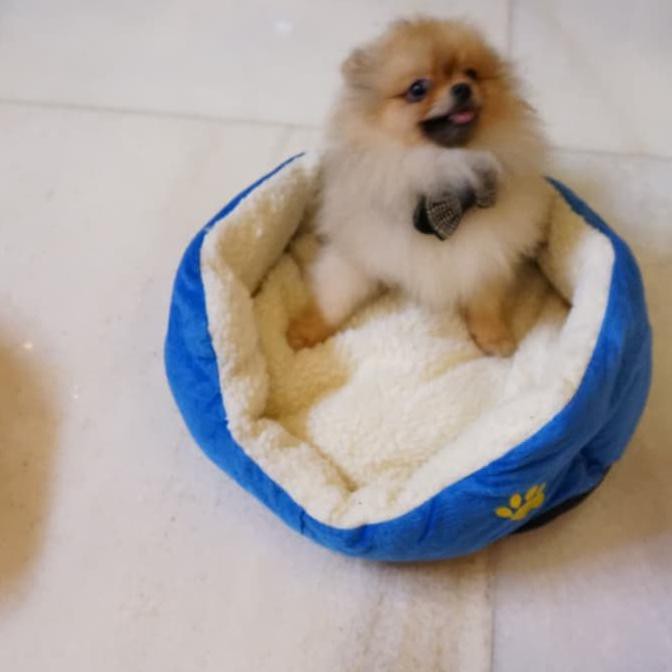 Kasur Ranjang Tempat Tidur Rumah Square Hewan Anjing Kucing Lembut