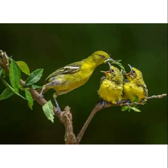 Jual Burung lolohan Cipoh/Cipow/Sirtu | Shopee Indonesia