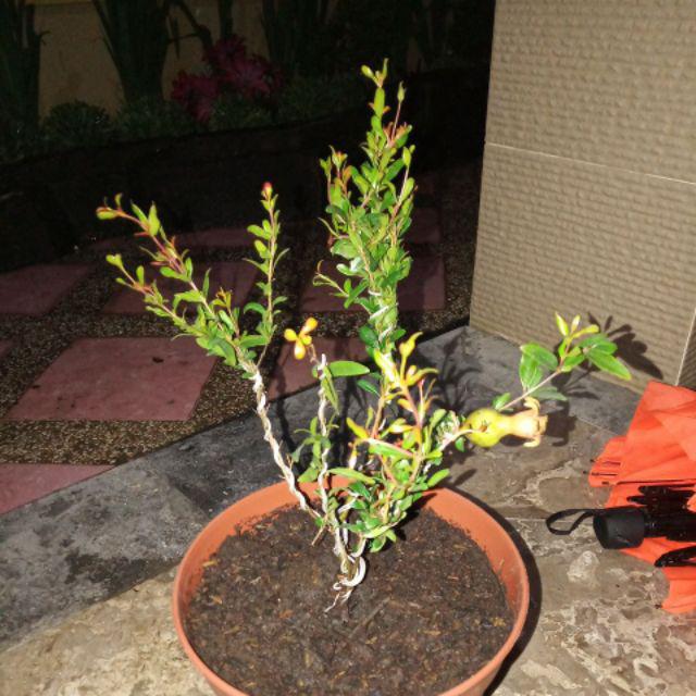 Tanaman Bonsai Delima Mini