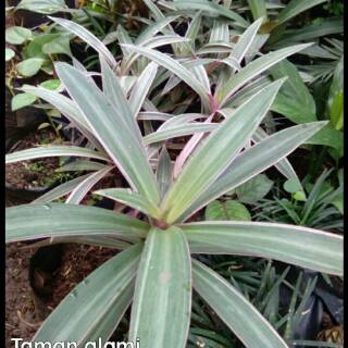 Tanaman hias adam hawa varigata tanaman indoor adam hawa Tanaman hias adam hawa varigata tanaman indoor adam hawa