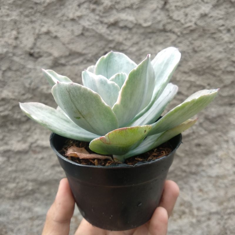 Echeveria Decora | D 10cm