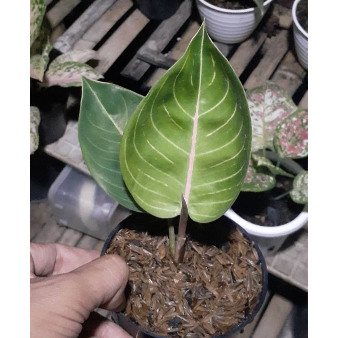 aglonema black Moonlight baby