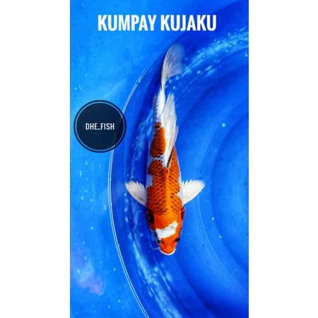 koi kumpay kujaku size 15 cm, koi kumpay, koi kujaku, ikan koi, jenis koi, ikan koi hias, jenis koi,