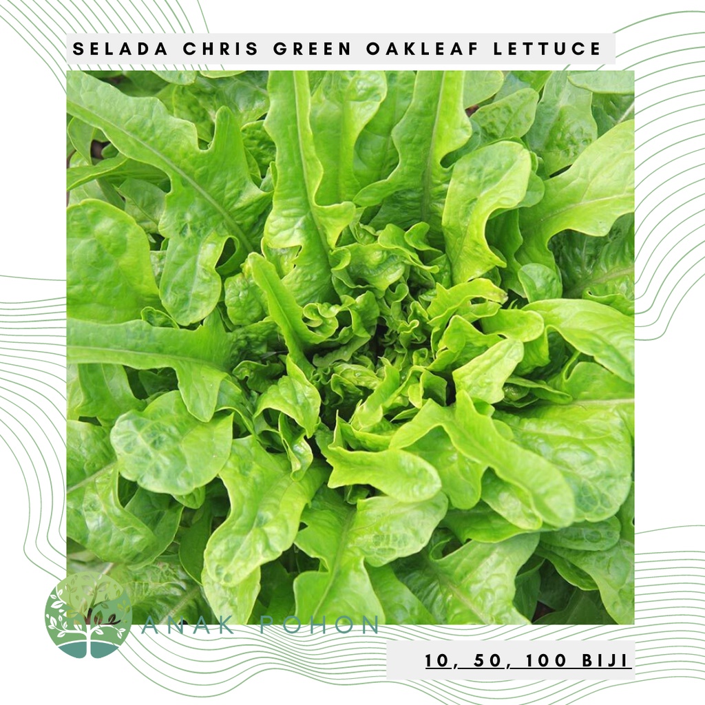 Benih Bibit Biji - Lettuce Chris Green Oakleaf Selada Oak Hijau Seeds - Panen Dalam 35 Hari