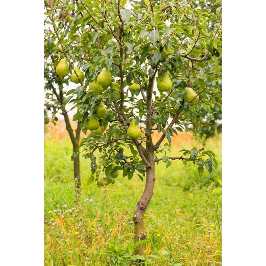 Bibit Buah Pir Hijau Unggul