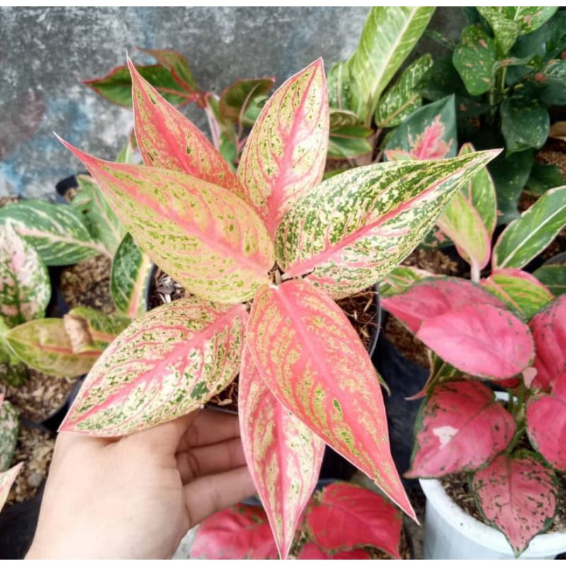 tanaman hias aglonema legacy orange