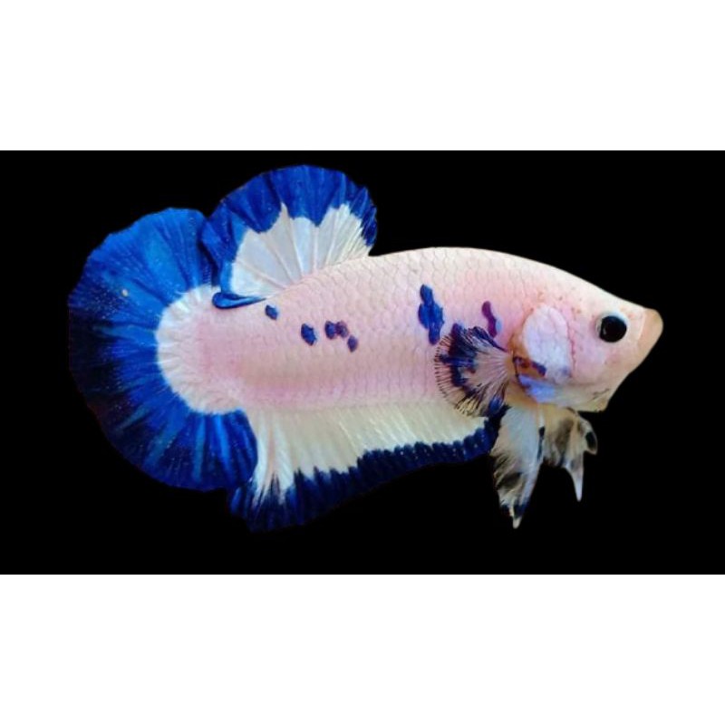 PROMO SUPER WAHIKAN CUPANG BAHANAN BLUE RIM sepasang.