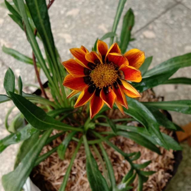 Tanaman Hias Bunga Matahari Mini Gazania - Tanaman Hias Mini berbunga Orange Blooming - Tanaman Bunga Gazania