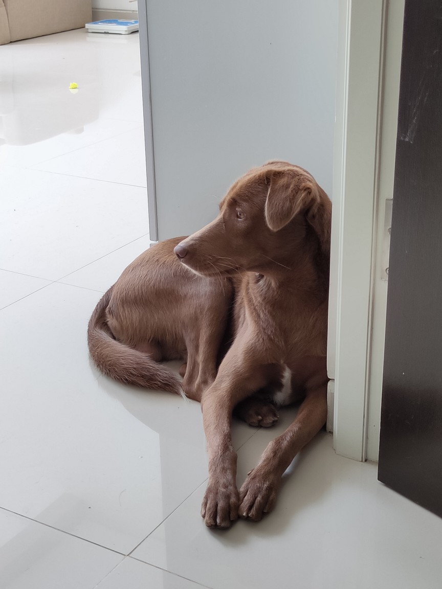 Bolde Refil Spray Mop Segi