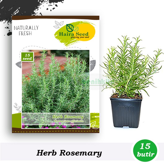 Benih-Bibit Herba Rosemary (Haira Seed)