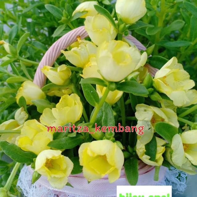 3-7 stek Krokot Hijau Epal