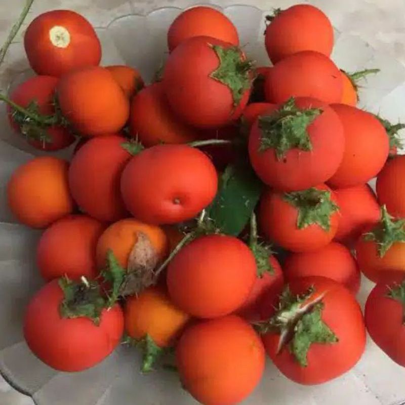 Terong Duri Terong Pari perbuah