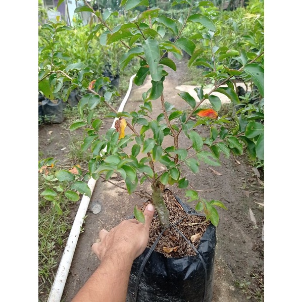 bahan bonsai sakura lokal