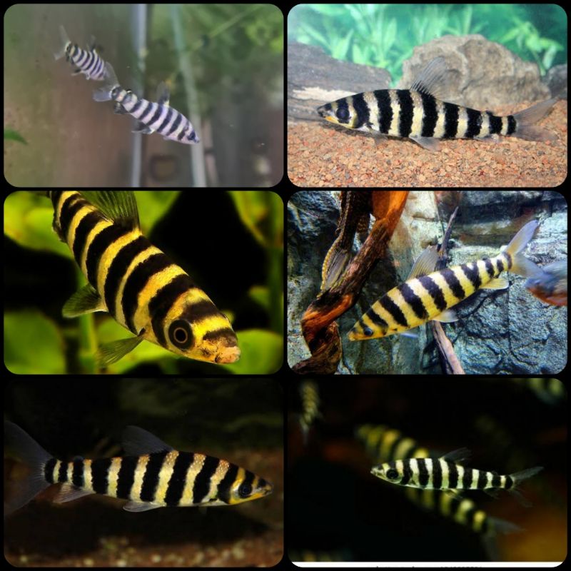 ikan leporinus fasciatus untuk aquarium dan aquascape