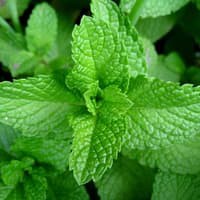 Benih Bibit Biji - Daun Mint (Common Mint) Herb Seeds - IMPORT