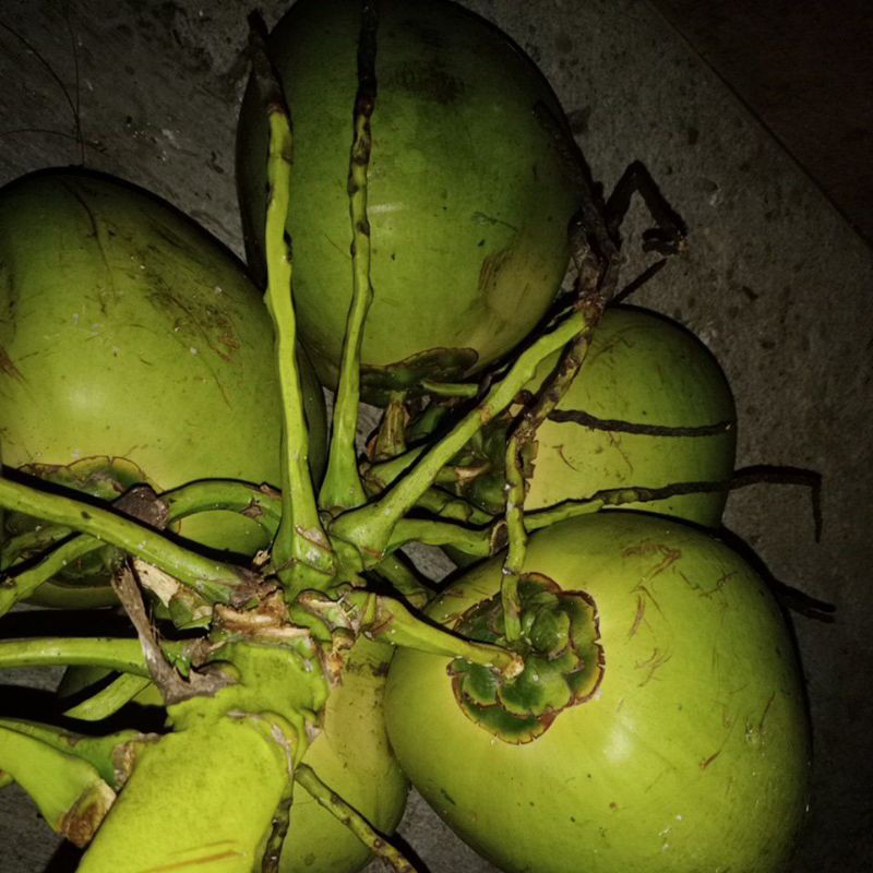 

kelapa muda asli pegunungan