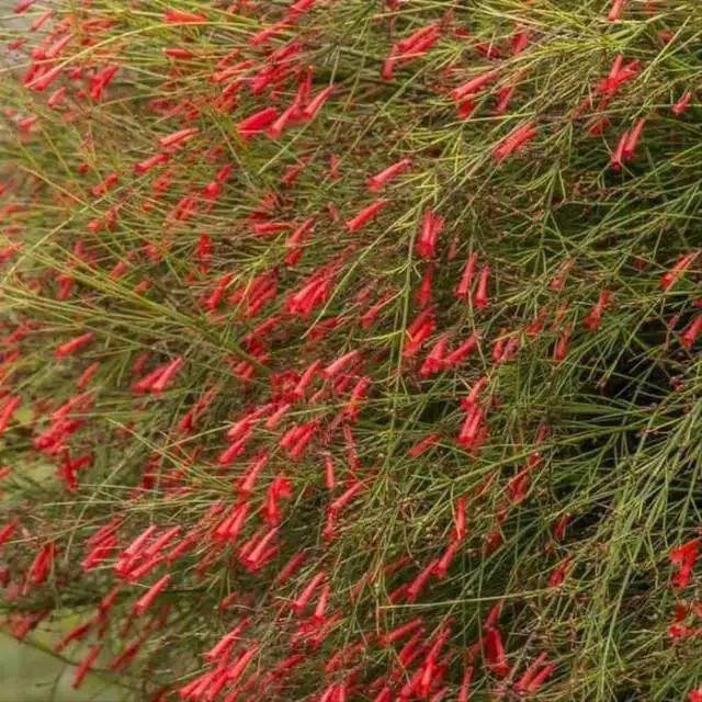 Tanaman hias gantung bunga air mancur