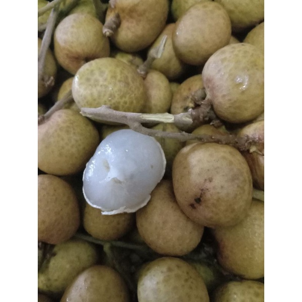

Kelengkeng thailand 1 kg