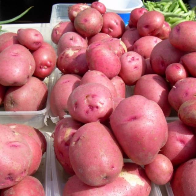 

Kentang Merah Organik Dieng 1kg(HARGA PROMO)