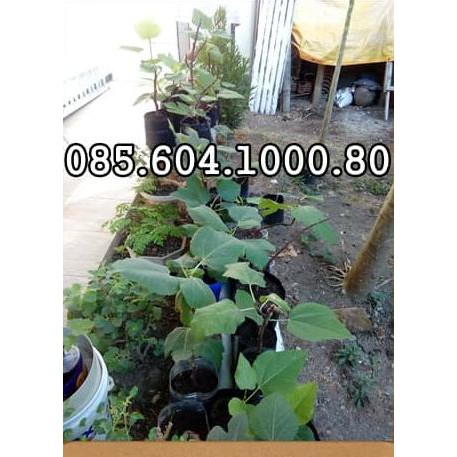 Grosir Bibit Buah Tin Pohon Buah Tin