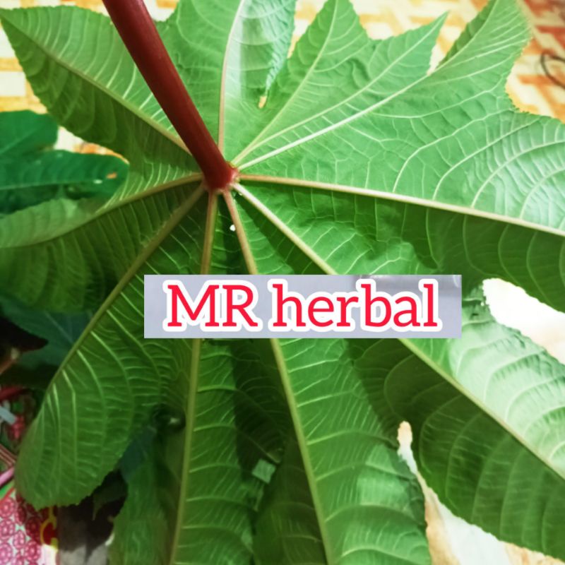 

Jual daun Kaliki merah 1kg segar
