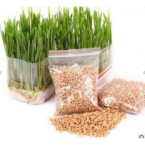 PAKET TANAM WHEATGRASS+POT+MEDIA TANAM | RUMPUT KUCING ANJING KELINCI WHEATGRASS PREMIUM 500 BIJI