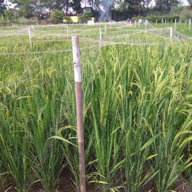 JARING BURUNG EMPRIT PENGHALAU HAMA BURUNG UKURAN 5 X 90 METER