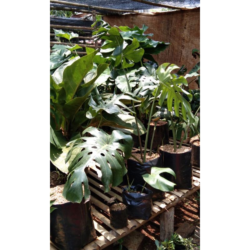 Monstera king 3 daun