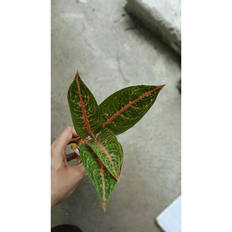 tanaman hias aglonema legacy hijau-Legacy Hijau-LEGACY HIJAU-Aglonema Legacy Hijau/Legacy PROMO