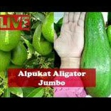 Bibit Alpukat Aligator jumbo