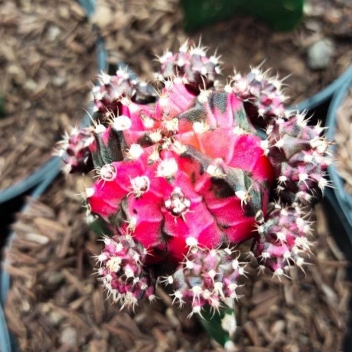 kaktus gymno blackpink medium