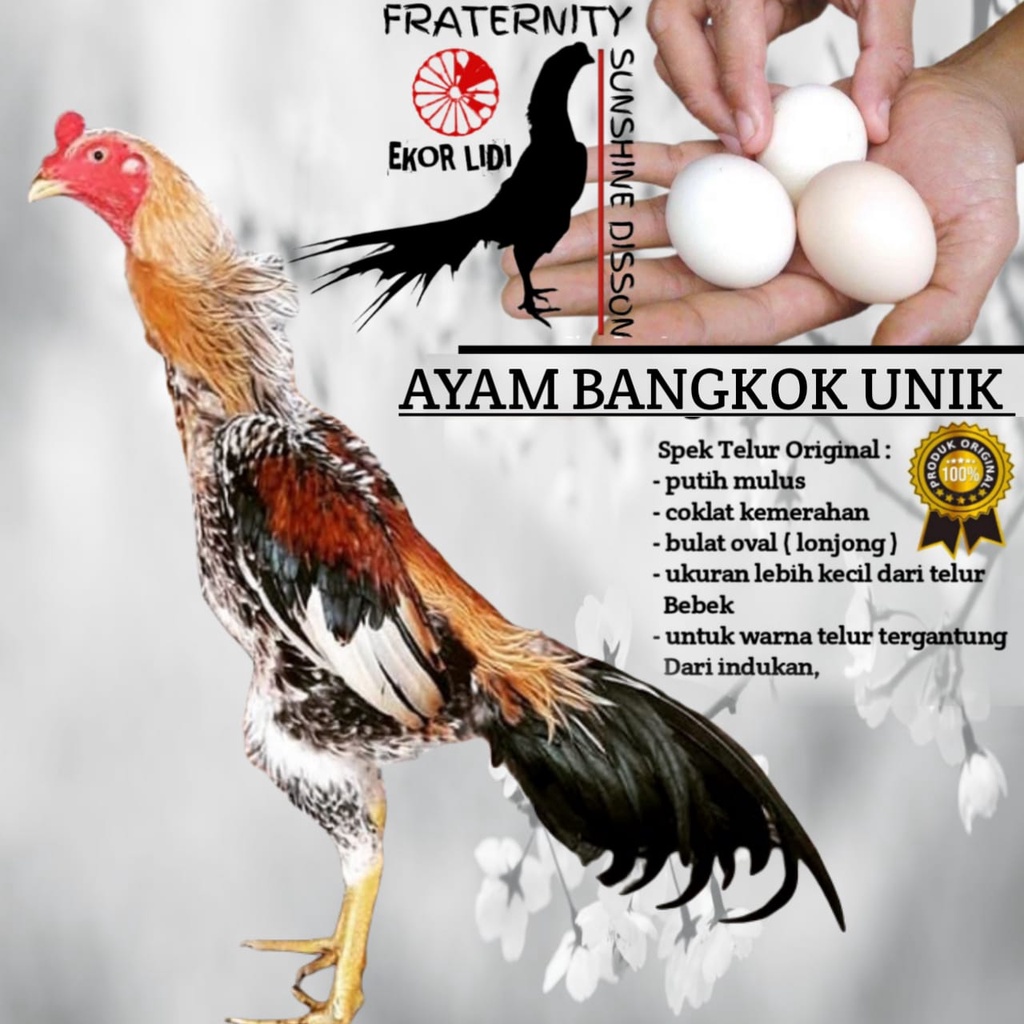 Telur Ayam Bangkok Unik Ekor Lidi phanat seiz medium