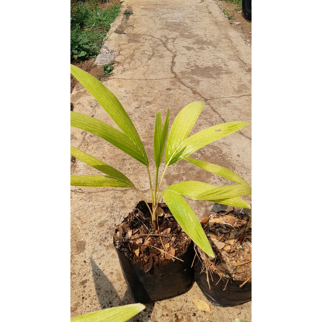 

Palm Putri Golden