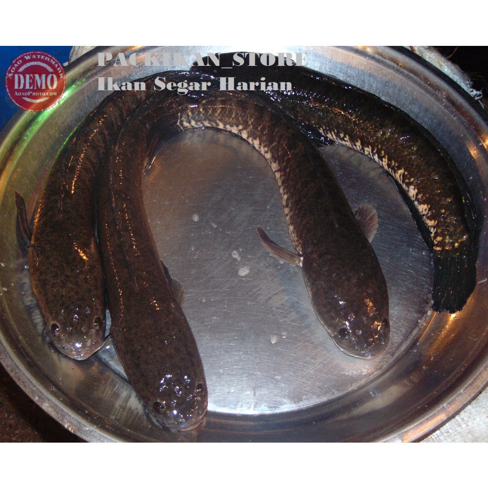 Ikan Gabus Hidup Live 1Kg Ikan Air Tawar Segar