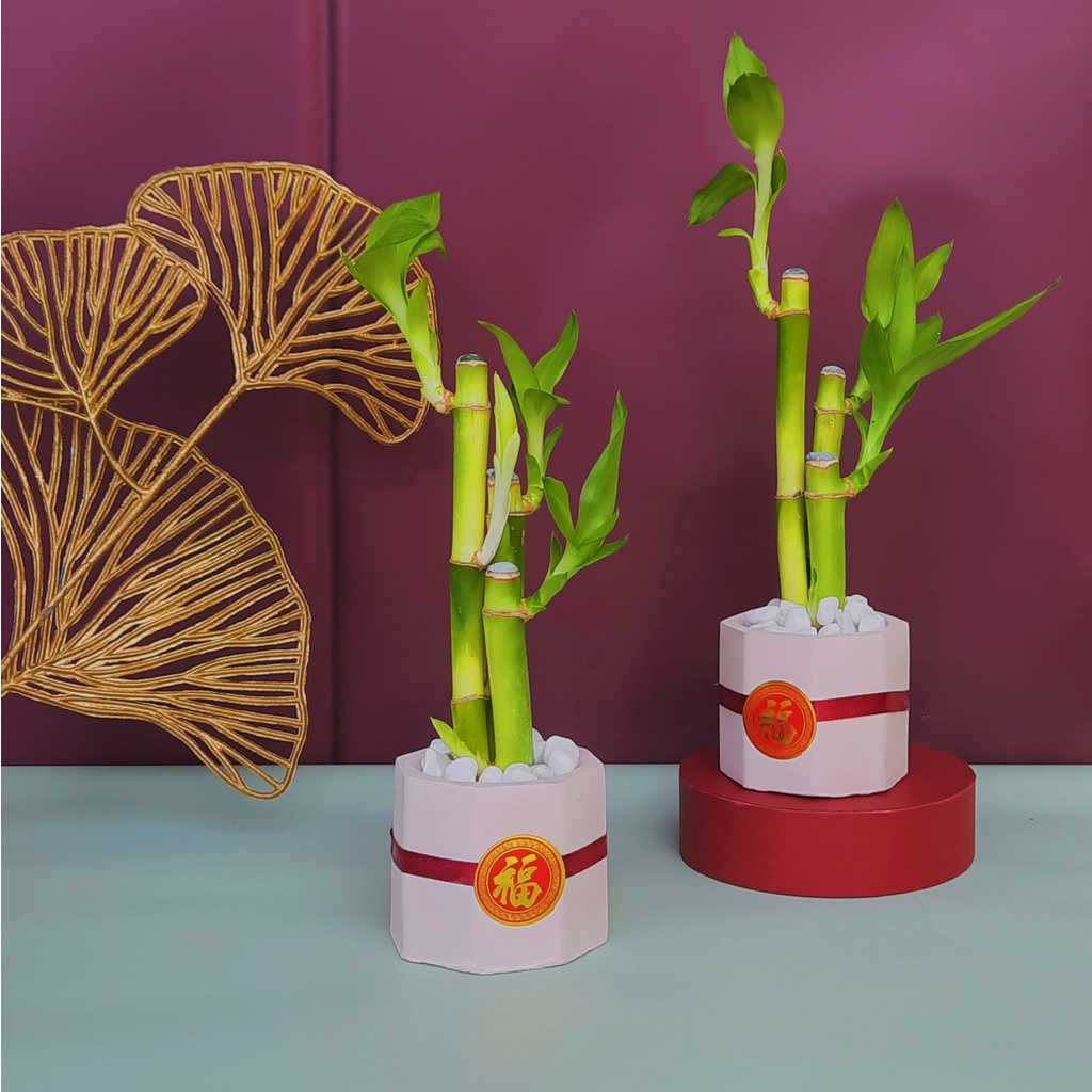 BAMBU HOKI/SOUVENIR IMLEK/DEKORASI RUMAH