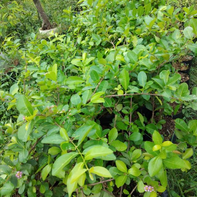 bibit cery berbados sianci