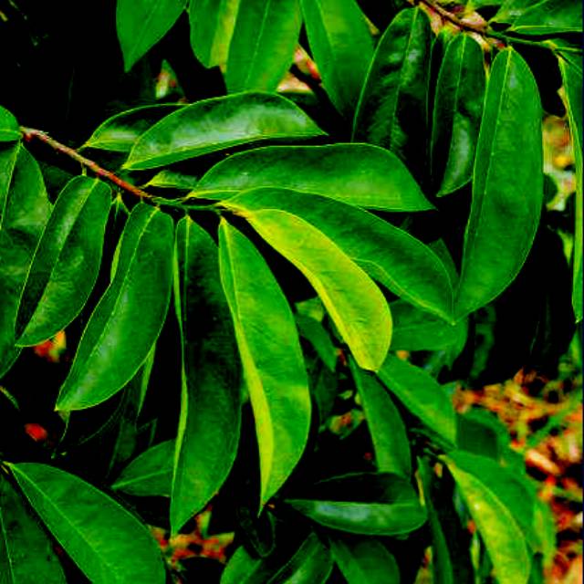 

Daun sirsak segar, tanpa pengawet/bahan kimia