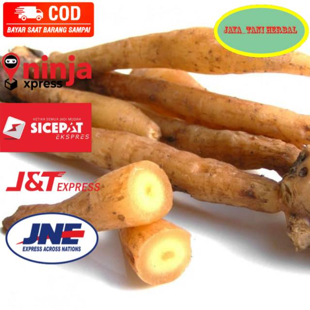 

Temu kunci basah segar organik 500 gram siap ambil ke kebun Order di jaya_tani herbal