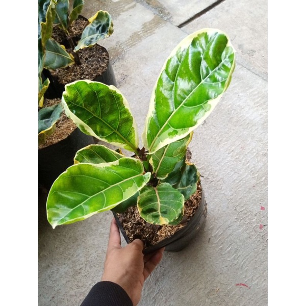 ketapang biola varigata S