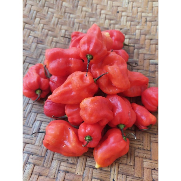 

Cabai Habanero Segar