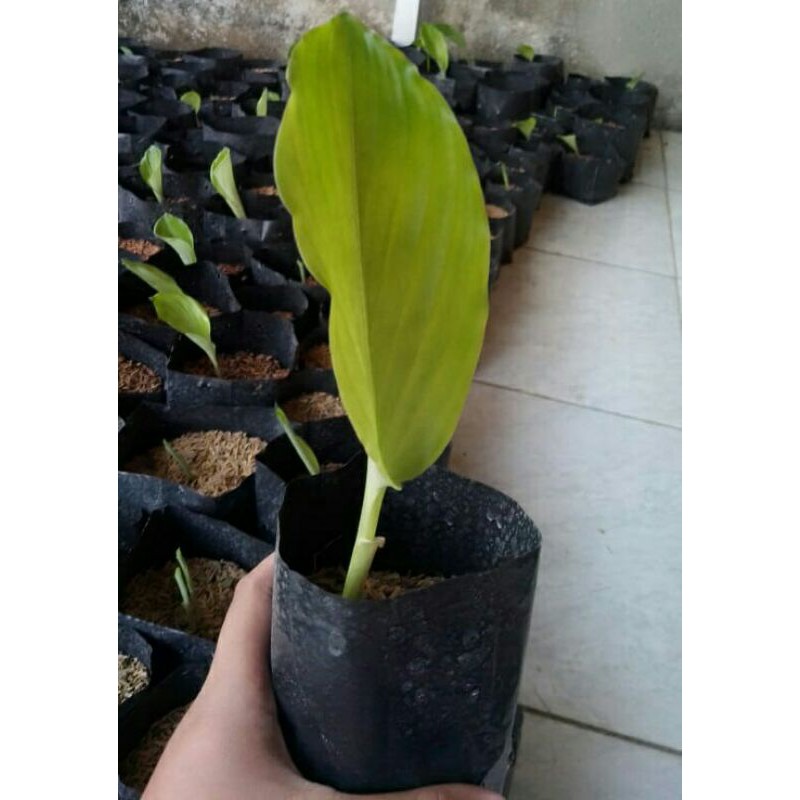 bibit kunyit hitam asli